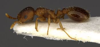 Media type: image;   Entomology 28840 Aspect: habitus lateral view